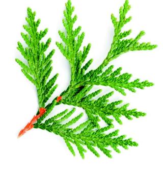 FLUIDUP & Hydrolat de CYPRES